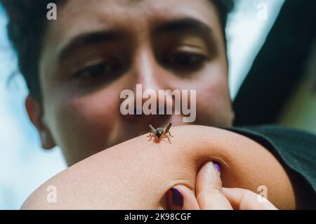 Verschwommene junge lateinische kaukasische Frau im Freien, die eine Cricket sieht, die auf ihrem Arm steht, konzentriert sich auf die Cricket und den Arm. Stockfoto