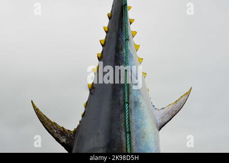 Ein großer roter Thun, ein gewöhnlicher Thunfisch, hängt auf einem Fischmarkt am Schwanz. Der rohe Fisch hat eine farbenfrohe, silbergraue, glänzende Haut, leuchtend gelbe Flosse Stockfoto