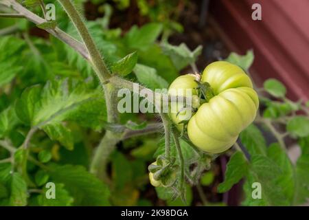 Eine einzelne unreife grüne Rindertomate, die an einer Rebe hängt, die reift. Es gibt große, tiefgrüne Blätter mit tiefen Adern auf dem kultivierten Zweig der Homegrown Stockfoto