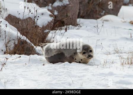 Ein kleiner wilder Seehundrobbenhund, der auf kaltem gefrorenem Eis im Nordatlantik liegt. Er streckt seinen Hals und seine Flossen nach außen. Stockfoto