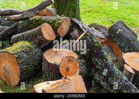 Fichten, Brennholz, wird mit einer Kettensäge in Brennholz-Stücke geschnitten und zum Brennen als Heizelemung gestapelt. Der Haufen liegt auf üppigem und grünem Gras. Stockfoto