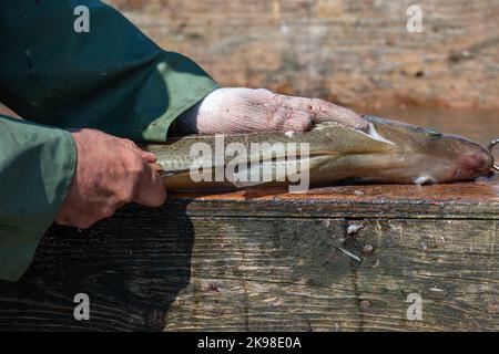 Ein Fischer oder Koch putzt frischen, rohen Kabeljau-Fisch aus dem Atlantik auf einem hölzernen Spalttisch. Er schneidet den weißen Fisch mit einem scharfen Messer auf den Rücken. Stockfoto