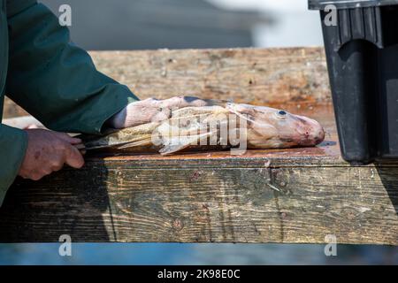 Ein Fischer oder Koch putzt frischen rohen Kabeljaufisch aus dem Atlantik auf einem Spalttisch. Er schneidet mit einem scharfen Spaltmesser durch den Fisch. Stockfoto