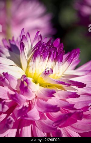 Nahaufnahme des mittleren Teils einer violetten und weißen Dalhia-Blume in Spokane, Washington. Stockfoto