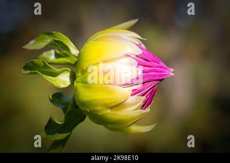 Der geschlossene Kopf einer rosa-weißen Dalhia-Blume im Manito Park in Spokane, Washington. Stockfoto