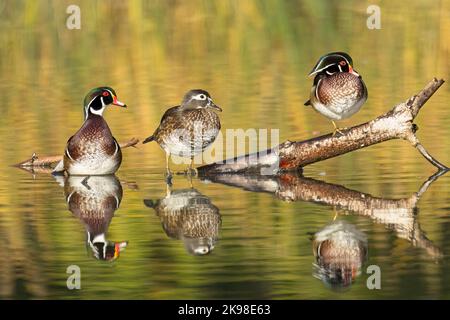 Drei Holzenten, ein Weibchen und zwei Männchen, sitzen in Spokane, Washington, auf einem Holzbalken, der aus dem Wasser ragt. Stockfoto