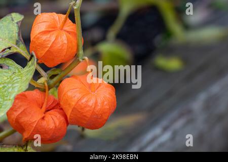 Eine Nahaufnahme von chinesischen Laternen-Blumen, die als Blasenkirschblüten bekannt sind. Die leuchtend orange sternförmige Papierblume hat eine dünne Haut. Das leuchtende Orange Stockfoto