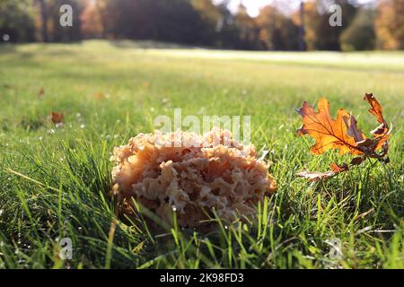 Der essbare Wildpilz, der Blumenkohl-Pilz, Sparassis crispa, wächst in kurzem Gras neben seinem Wirtsbaum Stockfoto