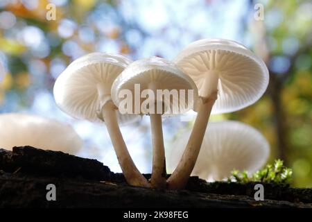 Der Porzellanpilz Oudemansiella mucidaa zeigt die wunderbaren lichtdurchlässigen Eigenschaften, die diesem Wildpilz seinen gemeinsamen englischen Namen geben Stockfoto