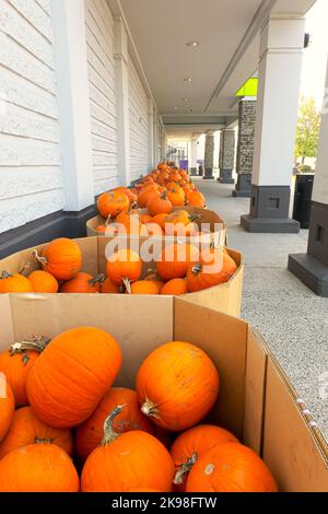 Kürbisse (Cucurbita) in Pappbehältern zum Verkauf vor einem Lebensmittelgeschäft. Stockfoto