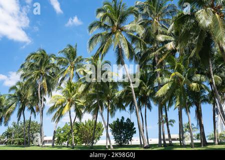 Palmen im Bayfront Park Stockfoto