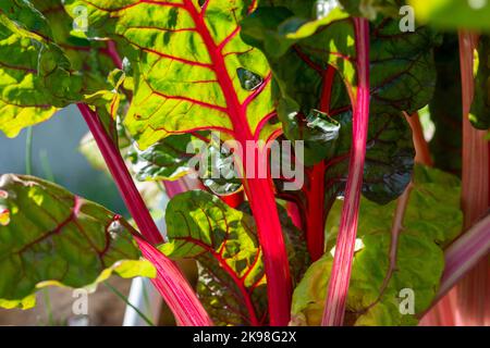 Hohe gerippte Stiele aus Schweizer Mangold-Grüns. Grünes und rötlich belaubtes Gemüse wächst in dunkelreichem Boden. Die Collard-Grüns haben rote und orangefarbene Stiele. Stockfoto