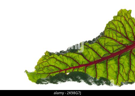 Hohe gerippte Stiele aus Schweizer Mangold-Grüns. Grünes und rötlich belaubtes Gemüse wächst in dunkelreicher Erde. Die Collard-Grüns haben rote und orangefarbene Stiele. Stockfoto