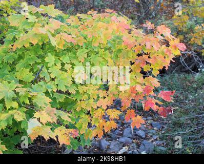 Ein Verlauf der Herbstfarbe auf den Blättern eines Ahornbaums Stockfoto