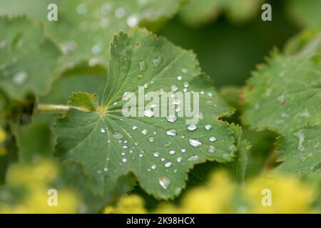 Eine einzige Nahaufnahme des Mantelblatts einer Dame mit mehreren Wassertröpfchen, die auf der üppigen Pflanze verstreut sind. Im Hintergrund sind gelbe, kleine Blumen zu sehen. Stockfoto