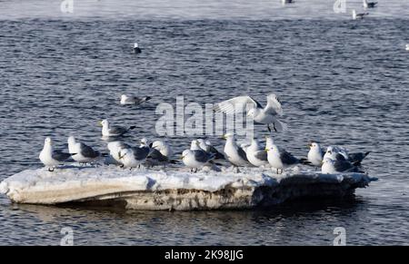 Schwarzbeinige Kittiwakes (Rissa tridactyla), die auf einem Eisberg ruhen Stockfoto