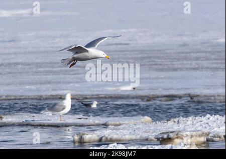 Wassermöwe (Larus hyperboreus) im Flug mit Schnee und Eis im Hintergrund Stockfoto