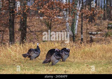 Tom Truthähne an einem Herbsttag im Norden von Wisconsin. Stockfoto