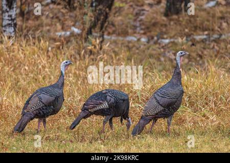 Tom Truthähne an einem regnerischen Herbsttag im Norden von Wisconsin. Stockfoto