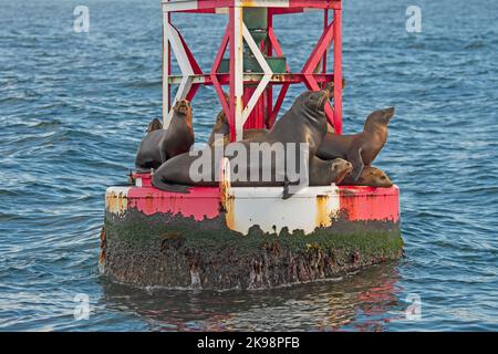 Kalifornische Seelöwen, die an einer Boje in der Nähe der Morro Bay in Kalifornien hängen Stockfoto