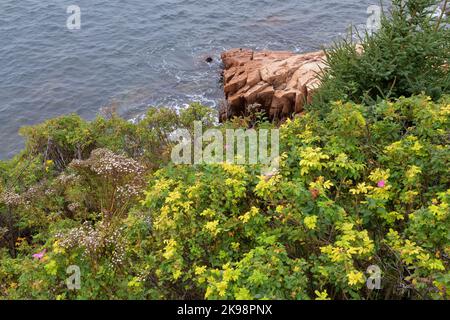 Acadia National Park, Maine, USA. Wildblumen oben bilden einen weichen Kontrast zur felsigen Küste entlang des Bass Harbor Head. Stockfoto