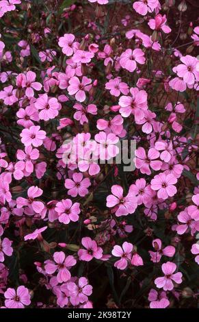 SAPONARIA ROSEA PLENA (ALLGEMEIN BEKANNT ALS DOPPELTE ROSA SOAP-WÜRZE, BOUNCING BET ODER WILDER SÜSSER WILLIAM). Stockfoto