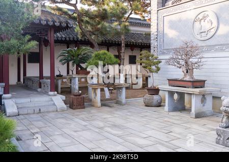 Original traditionelle chinesische Kunst Penjing oder Penzai. Miniatur-Wohnlandschaft. Bonsai-Mini-Baum Stockfoto