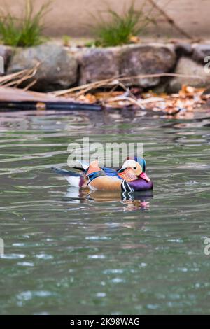 Eine wilde männliche Mandarinente, Aix galericulata beim Schwimmen auf dem See im Irvine Park in Südkalifornien Stockfoto