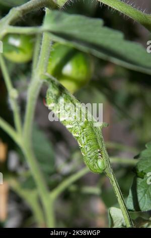 Tabakhornwurm Manduca Sexta, der sich an einer Tomatenpflanze in Südkalifornien ernährt. Stockfoto