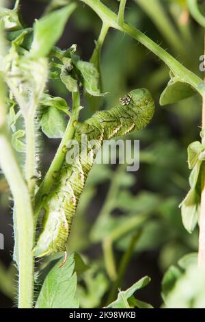 Tabakhornwurm Manduca Sexta, der sich an einer Tomatenpflanze in Südkalifornien ernährt. Stockfoto