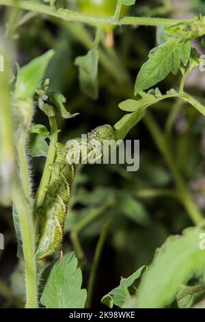 Tabakhornwurm Manduca Sexta, der sich an einer Tomatenpflanze in Südkalifornien ernährt. Stockfoto