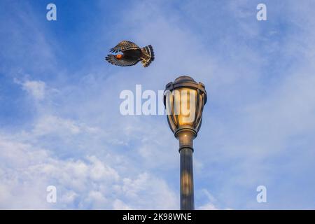 Red shouldered Hawk ( Buteo lineatus ) im Flug. Irvine California, USA Stockfoto