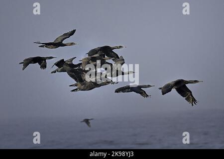 Pacific Grove, Kalifornien, USA. 26. Oktober 2022. Kormoran-Migrationsschar (Bildquelle: © Rory Merry/ZUMA Press Wire) Stockfoto