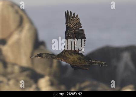 Pacific Grove, Kalifornien, USA. 26. Oktober 2022. Kormorante Migration (Bildquelle: © Rory Merry/ZUMA Press Wire) Stockfoto