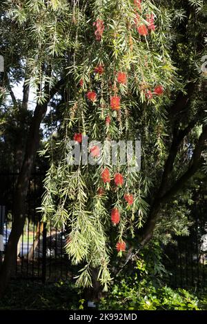 Callistemon viminalis - Weinender Flaschenbürstenbaum. Stockfoto