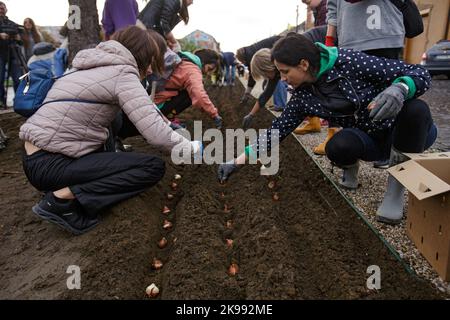 REGION ZAKARPATTIA, UKRAINE - 26. OKTOBER 2022 - Bewohner von Mukatschewo Pflanzen Tulpen zu Ehren von Roman Zhuk, der bei der Verteidigung der Ukraine starb, auf der Tulpenallee. Seine Witwe Olena Schuk und die von ihr eingeladenen Bewohner von Mukatschewo pflanzten 13 Tulpen vor der Staatlichen Universität Mukatschewo, wo sich das junge Paar getroffen hatte, Mukatschewo, Region Zakarpattia, Westukraine. Stockfoto