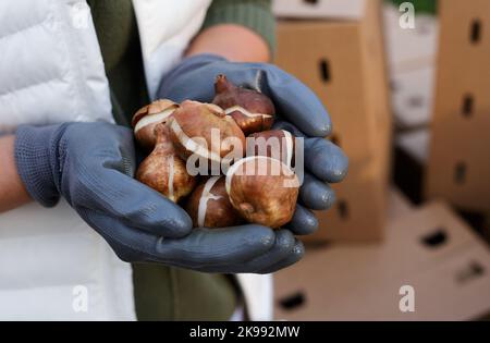 REGION ZAKARPATTIA, UKRAINE - 26. OKTOBER 2022 - Bewohner von Mukatschewo Pflanzen Tulpen zu Ehren von Roman Zhuk, der bei der Verteidigung der Ukraine starb, auf der Tulpenallee. Seine Witwe Olena Schuk und die von ihr eingeladenen Bewohner von Mukatschewo pflanzten 13 Tulpen vor der Staatlichen Universität Mukatschewo, wo sich das junge Paar getroffen hatte, Mukatschewo, Region Zakarpattia, Westukraine. Stockfoto