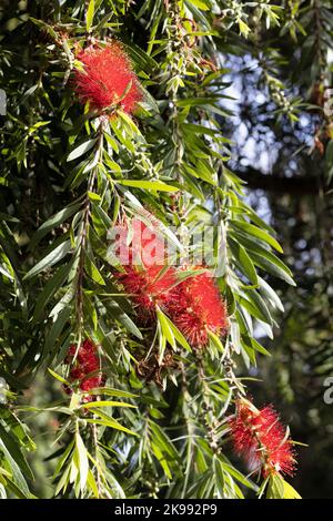 Callistemon viminalis - Weinender Flaschenbürstenbaum. Stockfoto