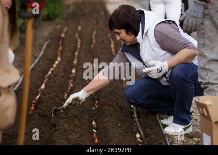 REGION ZAKARPATTIA, UKRAINE - 26. OKTOBER 2022 - Bewohner von Mukatschewo Pflanzen Tulpen zu Ehren von Roman Zhuk, der bei der Verteidigung der Ukraine starb, auf der Tulpenallee. Seine Witwe Olena Schuk und die von ihr eingeladenen Bewohner von Mukatschewo pflanzten 13 Tulpen vor der Staatlichen Universität Mukatschewo, wo sich das junge Paar getroffen hatte, Mukatschewo, Region Zakarpattia, Westukraine. Stockfoto