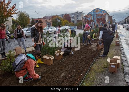 REGION ZAKARPATTIA, UKRAINE - 26. OKTOBER 2022 - Bewohner von Mukatschewo Pflanzen Tulpen zu Ehren von Roman Zhuk, der bei der Verteidigung der Ukraine starb, auf der Tulpenallee. Seine Witwe Olena Schuk und die von ihr eingeladenen Bewohner von Mukatschewo pflanzten 13 Tulpen vor der Staatlichen Universität Mukatschewo, wo sich das junge Paar getroffen hatte, Mukatschewo, Region Zakarpattia, Westukraine. Stockfoto