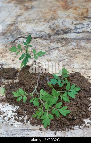 Junge Tomatenpflanze mit Boden, solanum lycopersicum, bereit, auf weißer strukturierter Oberfläche isoliert umzupflanzen, weicher Hintergrund mit Kopierraum Stockfoto