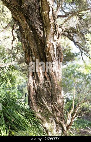 Melaleuca linariifolia - flachsblättriger Baumstamm aus Papierrinde. Stockfoto