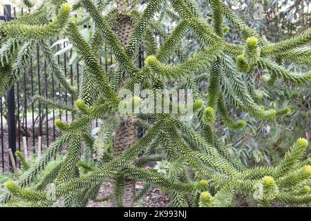 Araucaria araucana - Affe Puzzle Baum, close up. Stockfoto