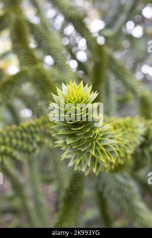 Araucaria araucana - Affe Puzzle Baum, close up. Stockfoto