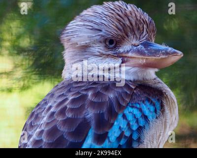 Spektakuläre markante Blauflügelige Kookaburra mit scharfen Augen und blendendem Gefieder Stockfoto