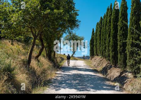 Mann, der über die Francigena-Schlammstraße mit Zypressen auf beiden Seiten des Weges geht. Monteroni d'Arbia, Route der Via francigena. Siena PR Stockfoto