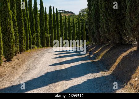 Via Francigena Schlammstraße mit Zypressen auf beiden Seiten des Weges. Monteroni d'Arbia, Route der Via francigena. Provinz Siena, Toskana. I Stockfoto