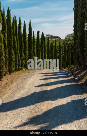 Via Francigena Schlammstraße mit Zypressen auf beiden Seiten des Weges. Monteroni d'Arbia, Route der Via francigena. Provinz Siena, Toskana. I Stockfoto