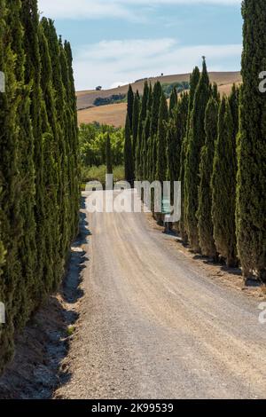 Via Francigena Schlammstraße mit Zypressen auf beiden Seiten des Weges. Monteroni d'Arbia, Route der Via francigena. Provinz Siena, Toskana. I Stockfoto