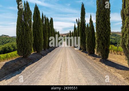 Via Francigena Schlammstraße mit Zypressen auf beiden Seiten des Weges. Monteroni d'Arbia, Route der Via francigena. Provinz Siena, Toskana. I Stockfoto